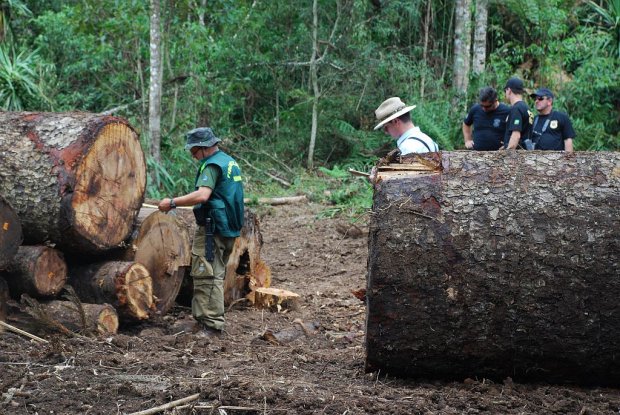 Toras com até 1,50 metro de diâmetro são encontradas pelos fiscais do Ibama e do IAP em áreas onde ainda há atuação de madeireiras: corte das espécies de araucária é ilegal