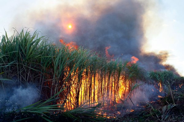 Ministério Público Federal quer frear queimadas indiscriminadas das plantações de cana-de-açucar (Arquivo)