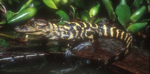 Jovem de Alligator mississippiensis