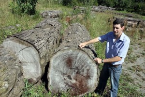 O técnico ambiental Ademir Brandalise mede as toras ao relento na Floresta Nacional de Irati