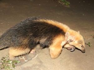 Tamanduá Mirim com queimaduras