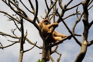 Os macacos monocarvoeiros são uma espécie brasileira extremamente ameaçada de extinção (Divulgação/Maurilio Cheli/SMCS)