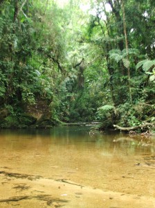 Mata Atlântica - Parque Estadual Carlos Botelho