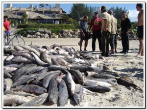 Pesca Artesanal da Tainha