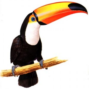 tucano_gde