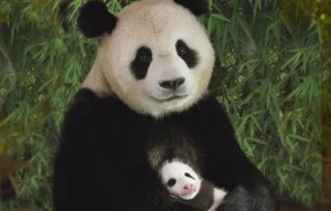 panda-mom-cub-lg