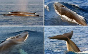 Baleia-Fin (Balaenoptera physalus) fotografada no Mar da Ligúria. Fotos © Tethys Research Institute.