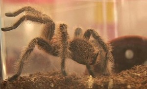 Como todas as aranhas, as tarântulas possuem "pelos" nas patas, o que aumenta a aderência em superfícies. Foto:BBC