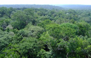 Segundo o Instituto Chico Mendes, 8,5% da superfície do país está coberta por unidades de conservação federais, a maior parte localizada na floresta Amazônica (Foto: Dennis Barbosa/Globo Natureza)