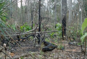 Floresta queimada em Mato Grosso, que teve maior desmatamento detectado.  (Foto: Ibama/Divulgação)