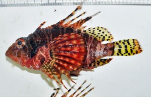 peixe-leao Espécie de peixe-leão zebra que foi vista pela primeira vez nas águas da Nova Zelândia (Foto: C. Struthers/Expedição Kermandec)