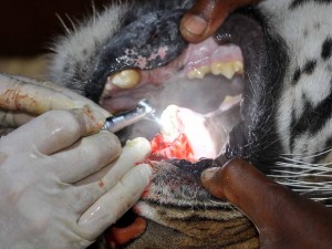 O tigre-de-bengala Chaka fazendo tratamento de canal. (Foto: Traudi Riegger / Barcroft Media / Getty Images)