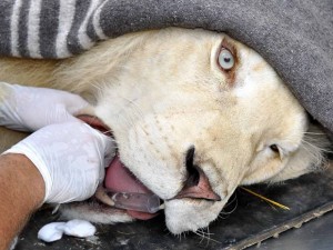 O leão branco Zuma durante operação em canino. (Foto: Traudi Riegger / Barcroft Media / Getty Images)