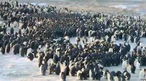 Movimento de aves é tão coordenado, que é imperceptível a olho nu; animais trocam de lugares para manter calor. Foto BBC.