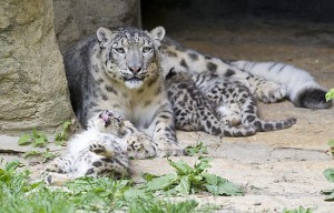 Zoo suíço apresentou filhotes raros de leopardo-das-neves /BBC Brasil/Basel Zoo 