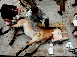 Funcionários do zoológico de Praga preparam um cavalo de Przewalski para transporte (Foto Reuters)