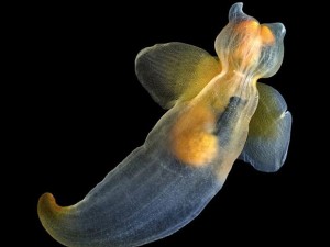 Imagens do livro de Semenov. (Foto: Alexander Semenov / White Sea Biological Station )