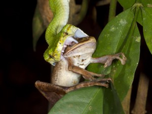 Víbora verde ataca sapo durante caçada captada por fotógrafo no Parque Nacional Bako, em Bornéu, ilha pertencente à Malásia (Foto: Barcroft/gettyimages)