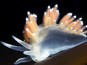 Imagens do livro de Semenov. (Foto: Alexander Semenov / White Sea Biological Station )