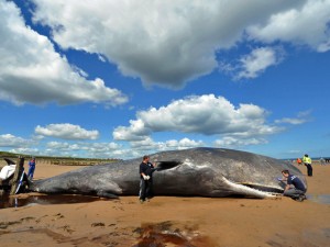 Apesar dos esforços de equipes dos Bombeiros de Cleveland, que lançaram jatos de água no animal, a baleia da espécie cachalote morreu (Foto: Owen Humphreys/AP)