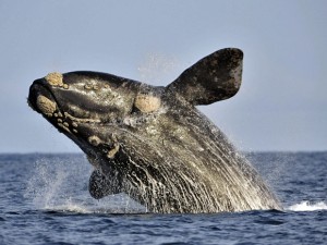 Salto de baleia-franca-austral é registrado na reserva marinha do Golfo Nuevo, na Patagônia argentina. (Foto: Maxi Jones/Reuters)