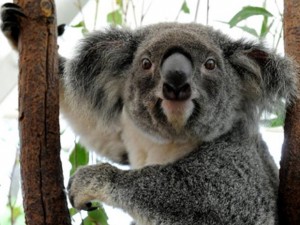 Animal típico da Austrália, cientistas cobram do governo a classificação do coala como animal em extinção (Foto: Torsten Blackwood / AFP Photo)