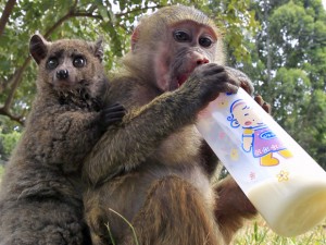 Filhote de galago (esquerda) adotou babuíno fêmea como mãe no orfanato animal de Nairóbi, no Quênia (Foto: Thomas Mukoya/Reuters)