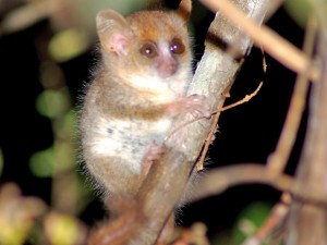 Exemplar de lêmure rato de Berthe, descoberto em 2000 na ilha de Madagascar, é considerado em extinção (Foto:WWF)