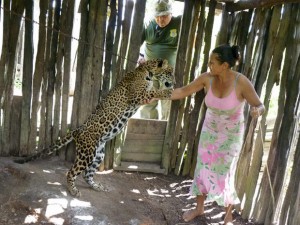 Onça-pintada passou a viver amarrada depois que atacou alguns animais no assentamento. (Foto: Divulgação/Ibama)