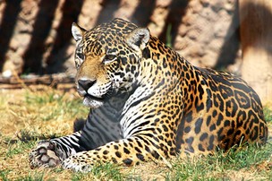 onca_gordinha Zoológico da UFMT abriga atualmente cerca de 900 animais (Foto: André Romeu / TJMT)