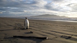 Pinguim-imperador típico da Antártida 'perdido' na Nova Zelândia. (Foto: AP Photo / via BBC)