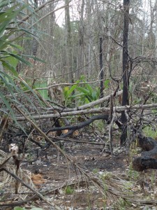 Área da floresta Amazônica atingida por queimada neste ano em Mato Grosso (Foto: Divulgação/Ibama)