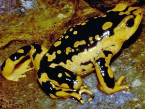 Imagem de rã da espécie Atelopus patazensis que corre risco de extinção, segundo ONG ambiental (Foto: Alessandro Catenazzi/IUCN)