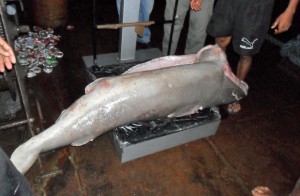 Tubarão pescado ilegalmente apreendido em abril no Pará. (Foto: Divulgação/Ibama)