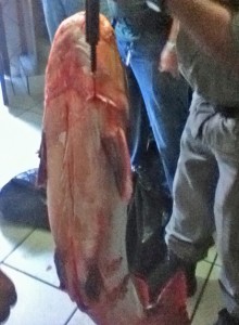 Pescado que estava armazenado de forma ilegal em bar de Goiânia. No local havia ainda carne de tartaruga e de jacaré. (Foto: Divulgação/Ibama)