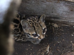 Exemplar de gato do mato pequeno translocado pela equipe do IPEVS (Foto: Rafael Haddad)