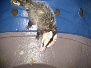 Macho de Didelphis albiventris ou Gambá de Orelha Branca, espécie que desenvolveu hábitos sinantrópicos. (Foto: Rafael Haddad)